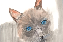 Cat-blue-eyes
