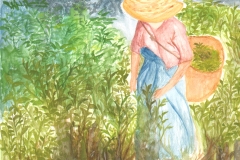 Picking-tea